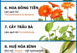 12 Loại Cây Trong Nhà Thanh Lọc Không Khí 
