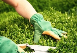 Chăm sóc bảo dưỡng cảnh quan