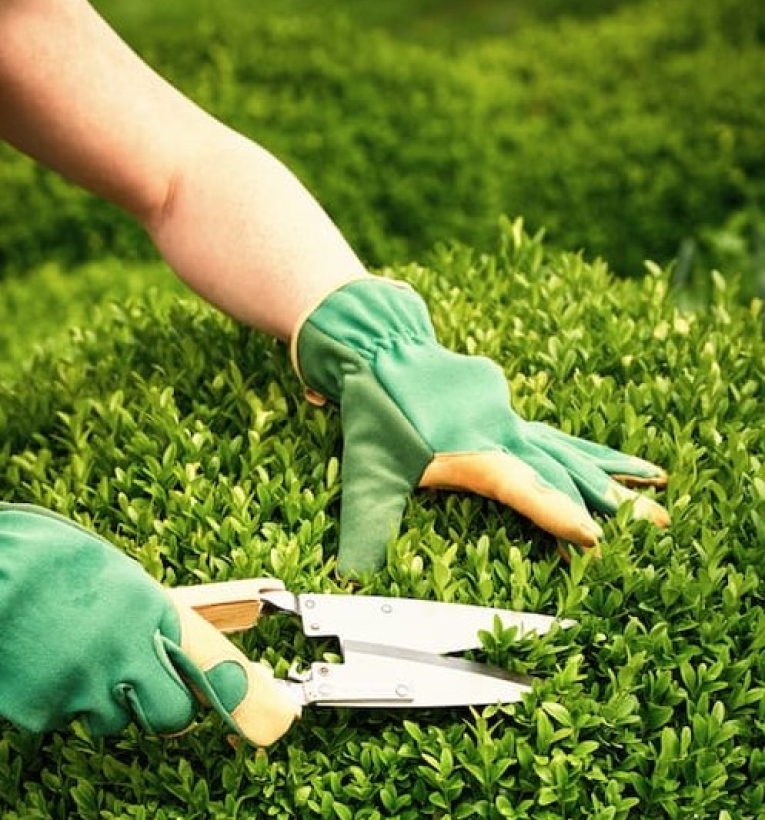 Chăm sóc bảo dưỡng cảnh quan