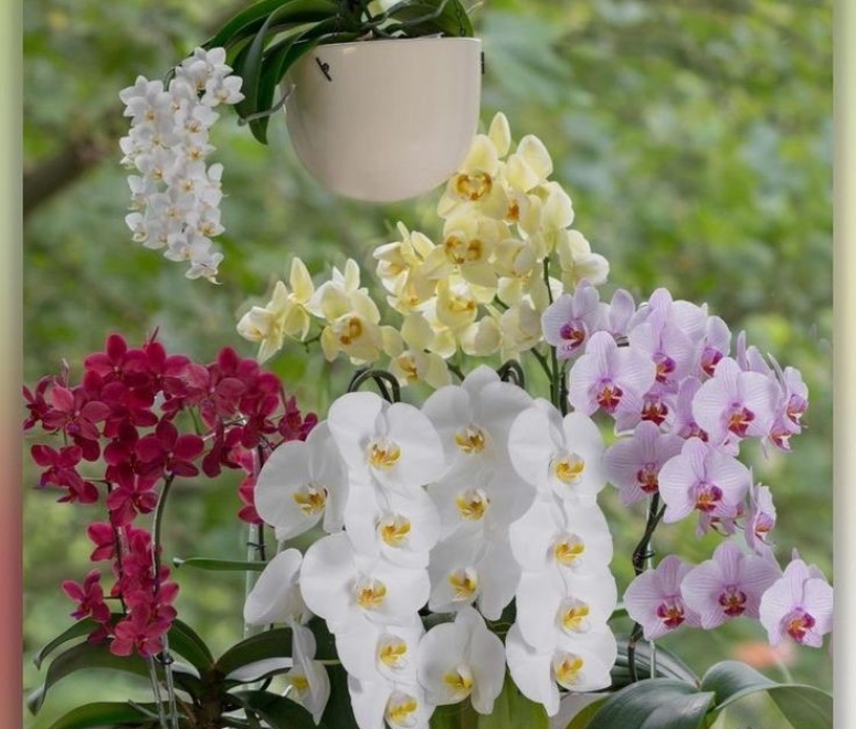 Cây lan hồ điệp