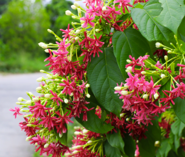 Cây sử quân tử (Trang leo)