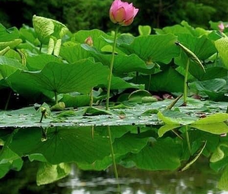 Sen hồng tháp mười