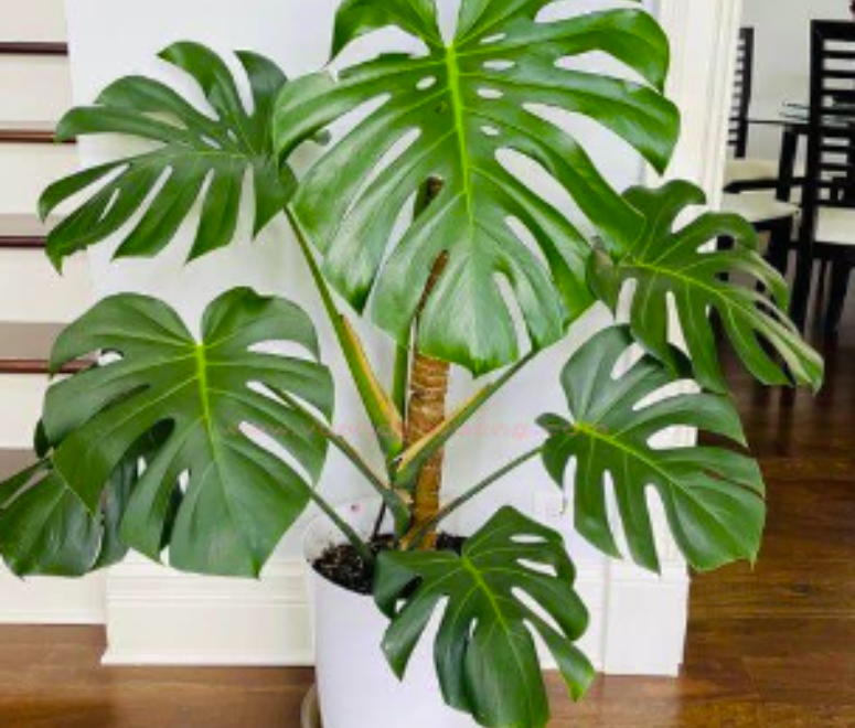 Cây trầu bà nam mỹ