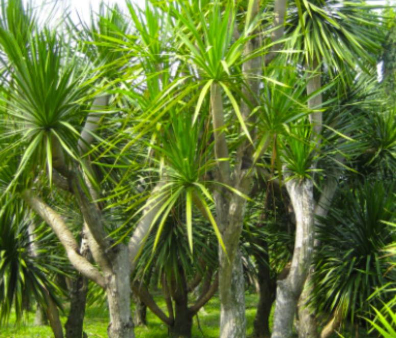 Cây Phát tài núi