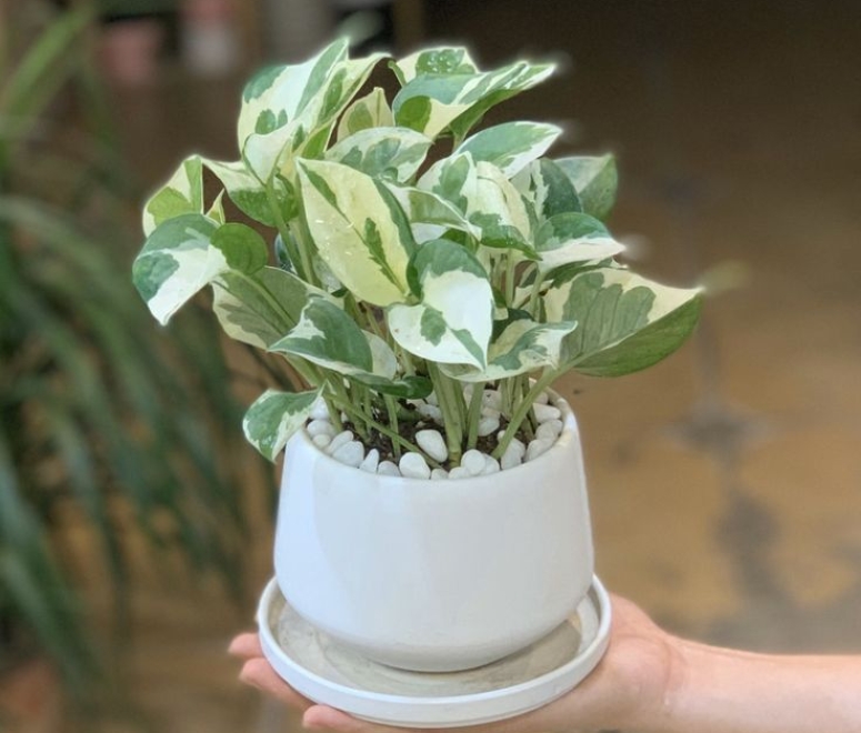 Cây trầu bà cẩm thạch