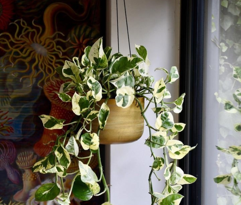 Cây trầu bà cẩm thạch