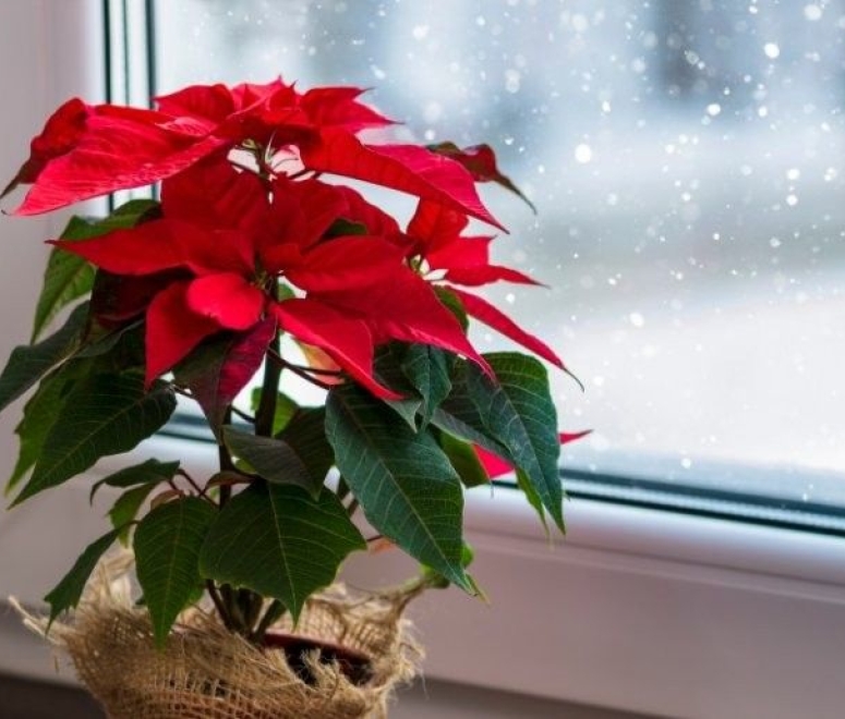 Cây hoa trạng nguyên