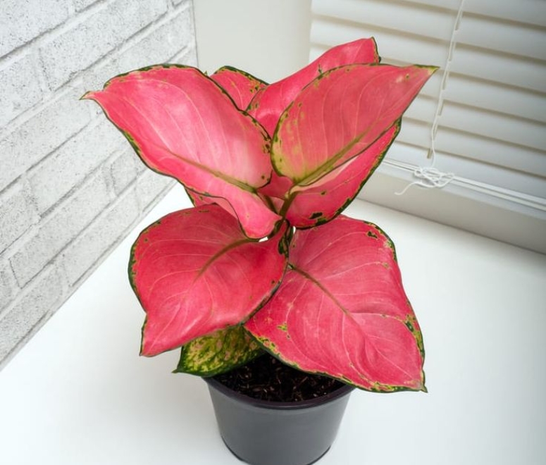 Cây vạn lộc đổ