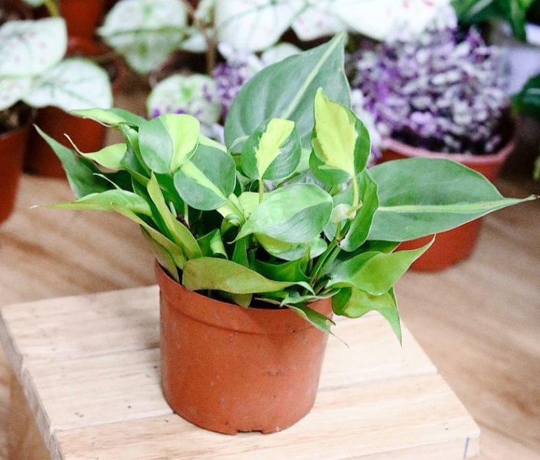 Cây trầu bà Brazil