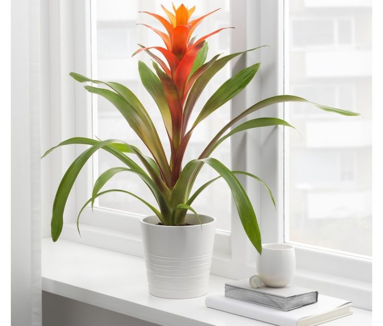 Cây dứa cảnh nến