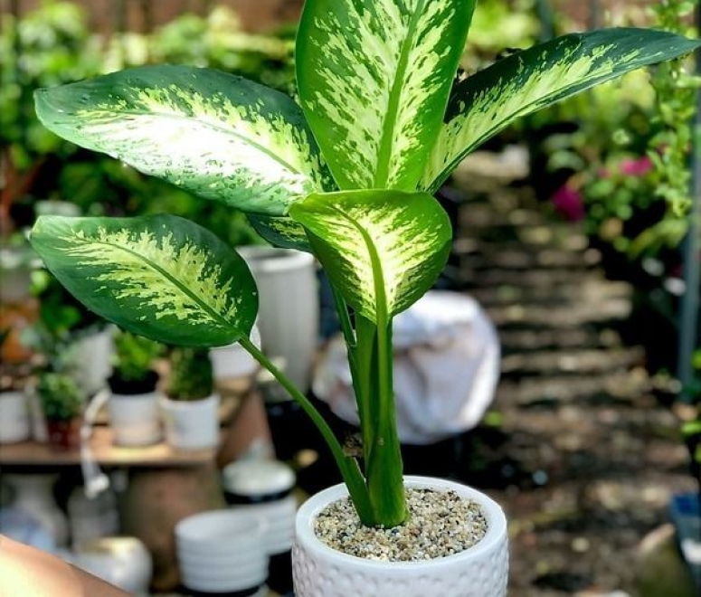 Cây vạn niên thanh