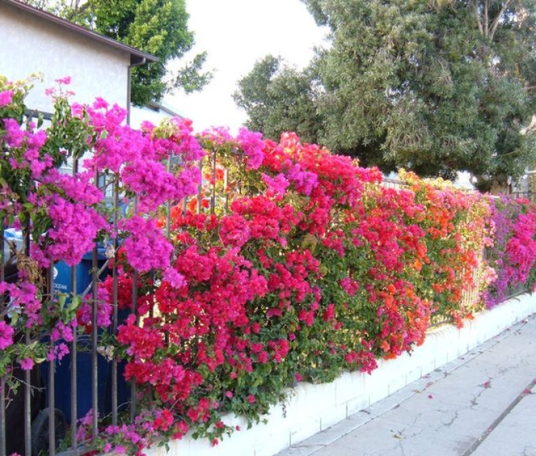 Cây Hoa giấy thái