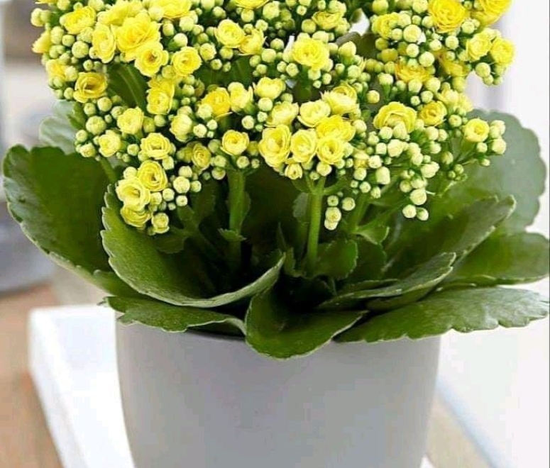 Hoa sống đời kép