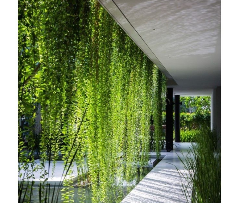 Cây cúc tần ấn độ