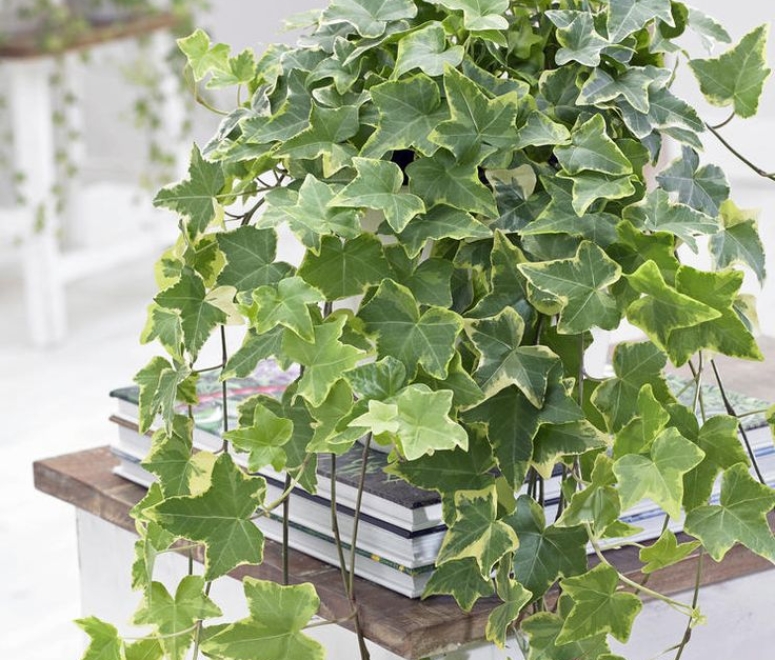 Cây thường xuân