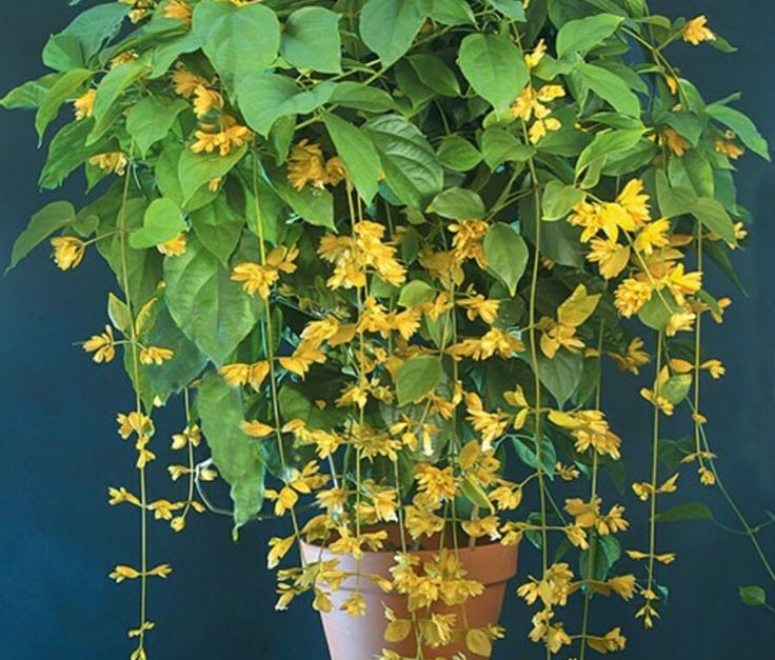 Cây lan Hoàng Dương