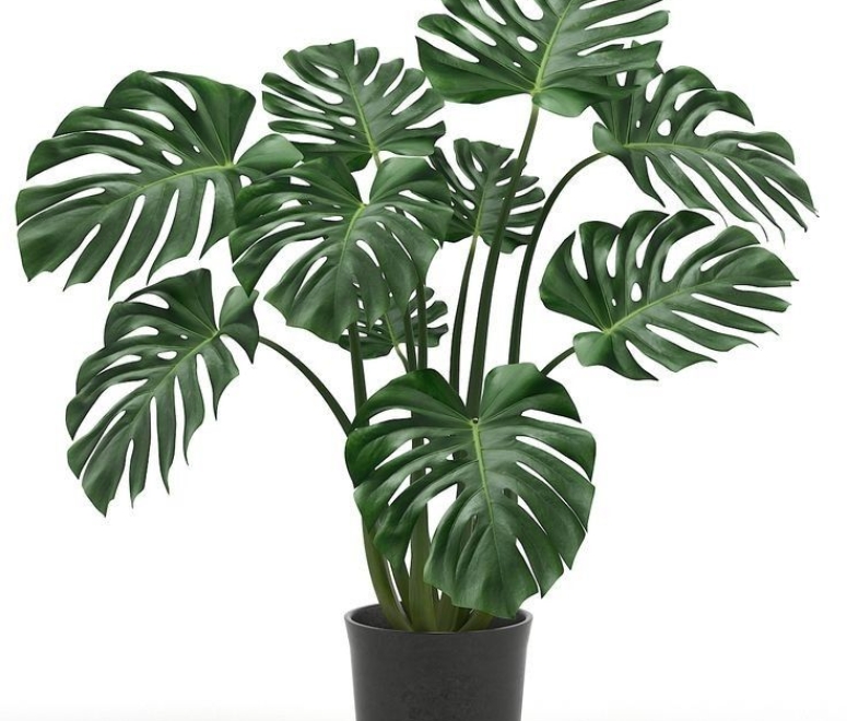 Cây trầu bà nam mỹ