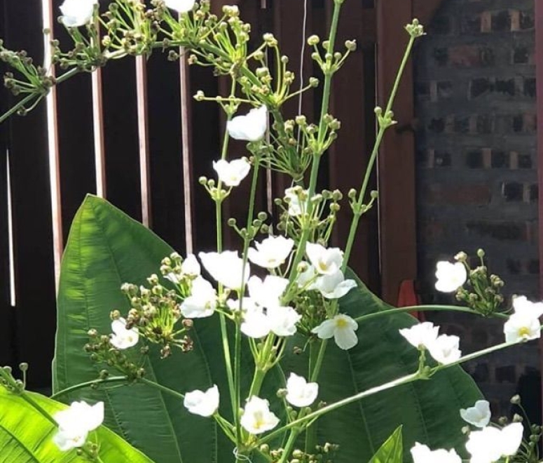 Cây bách thuỷ tiên