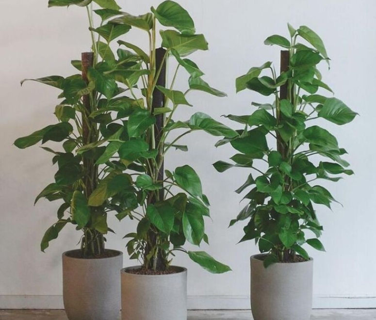 Cây trầu bà leo cột