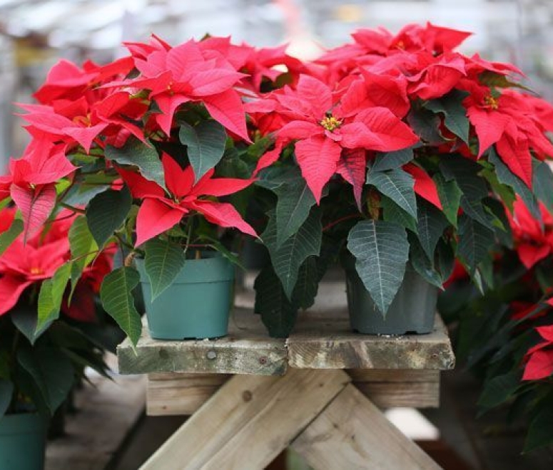 Cây hoa trạng nguyên