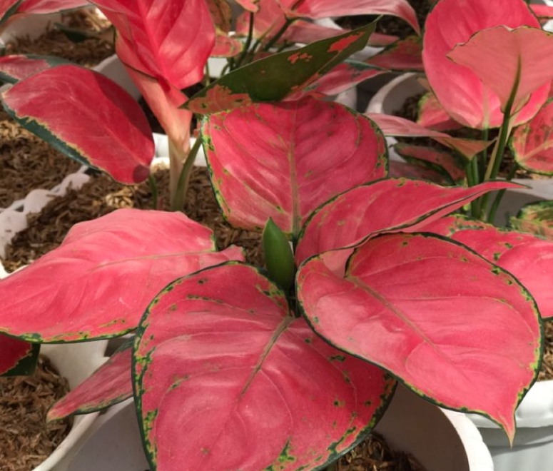 Cây vạn lộc đổ