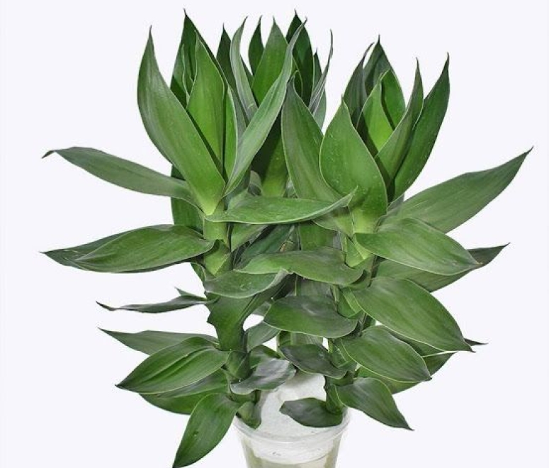 Cây phát tài búp sen