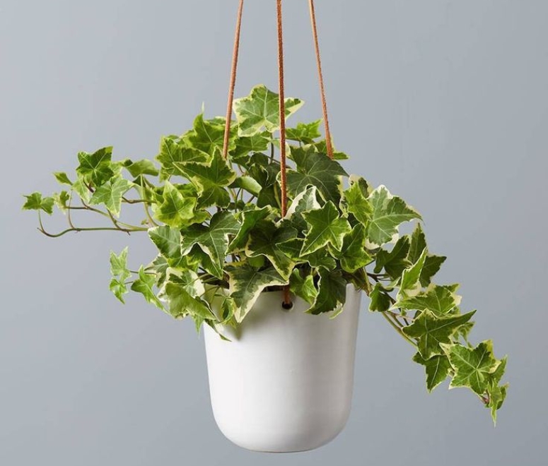 Cây thường xuân