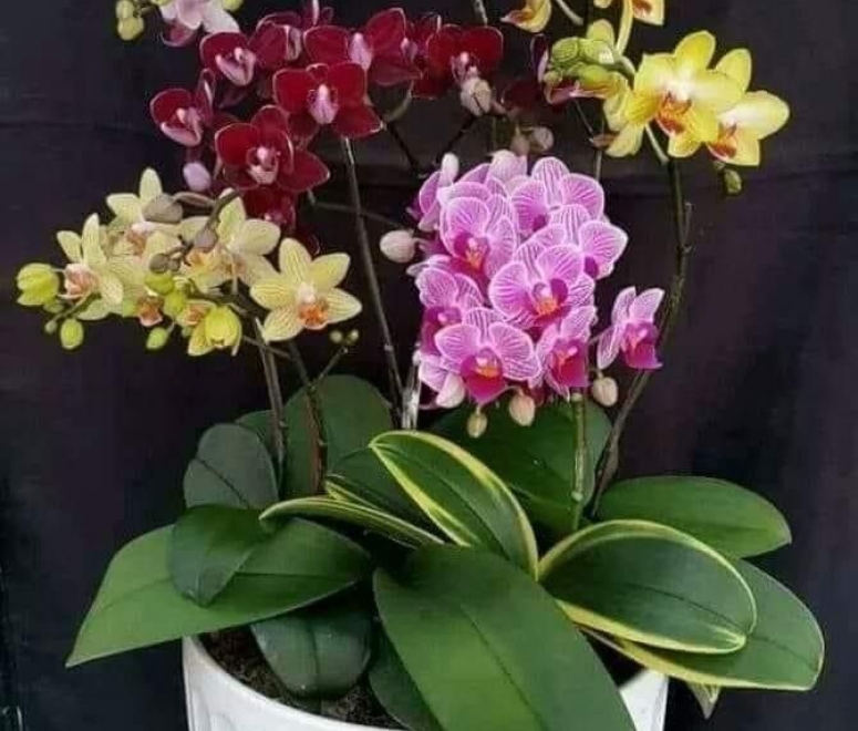 Cây lan hồ điệp