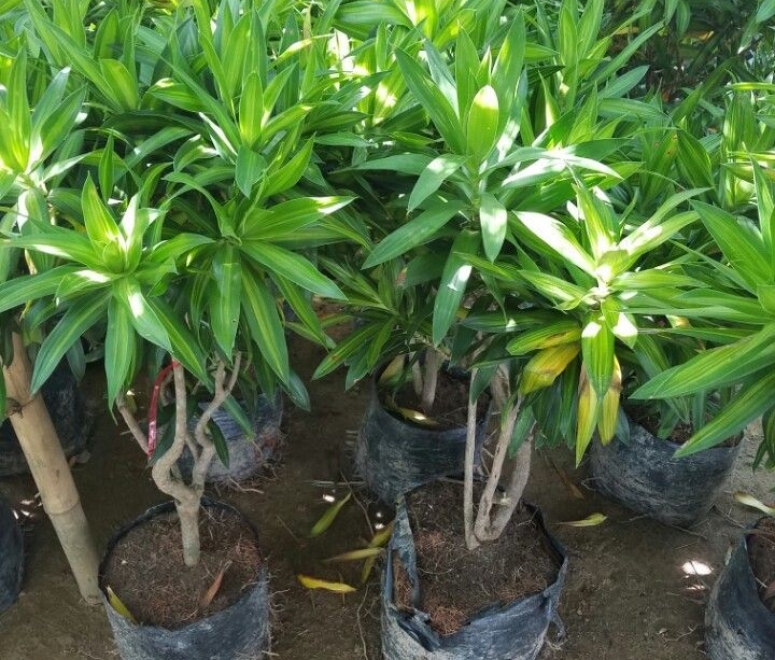 Cây trúc bách hợp