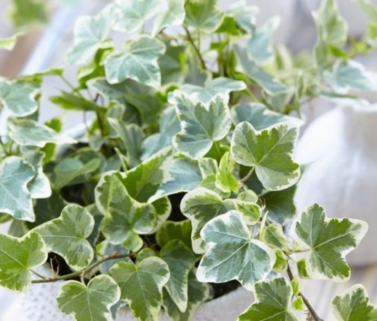 Cây thường xuân