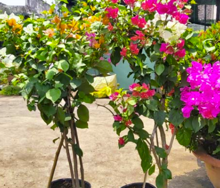 Cây Hoa giấy thái