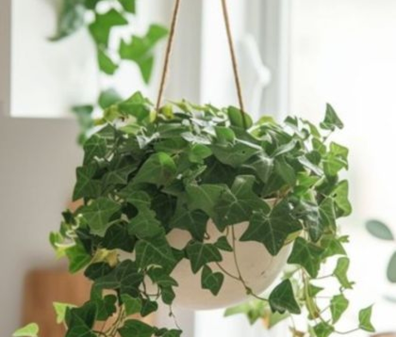 Cây thường xuân