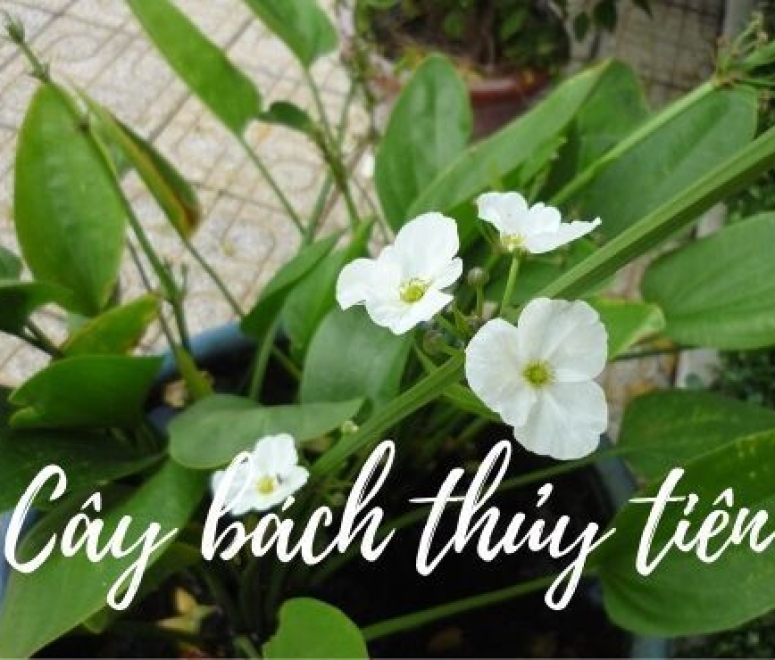 Cây bách thuỷ tiên