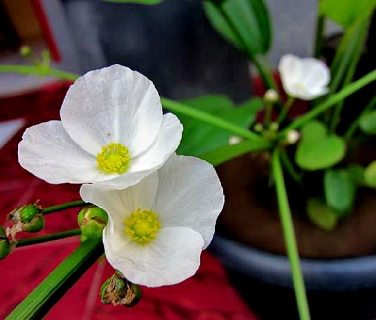 Cây bách thuỷ tiên