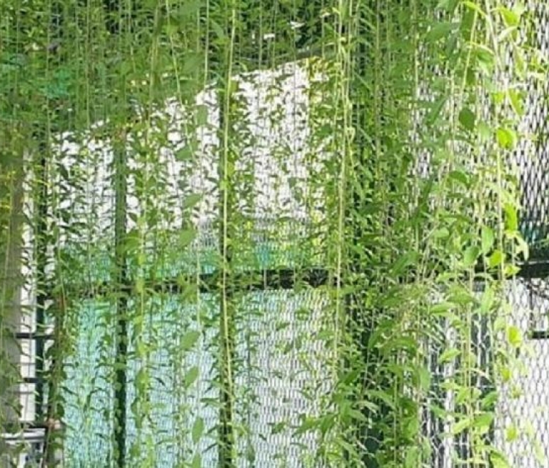 Cây cúc tần ấn độ