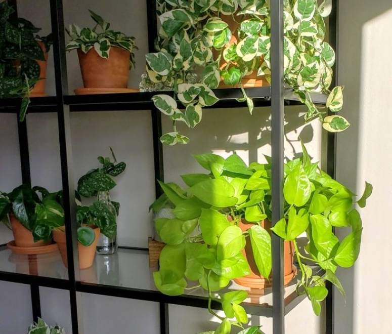 Cây trầu bà cẩm thạch