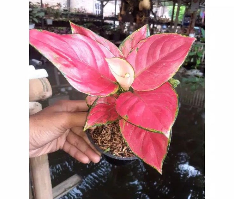 Cây vạn lộc đổ