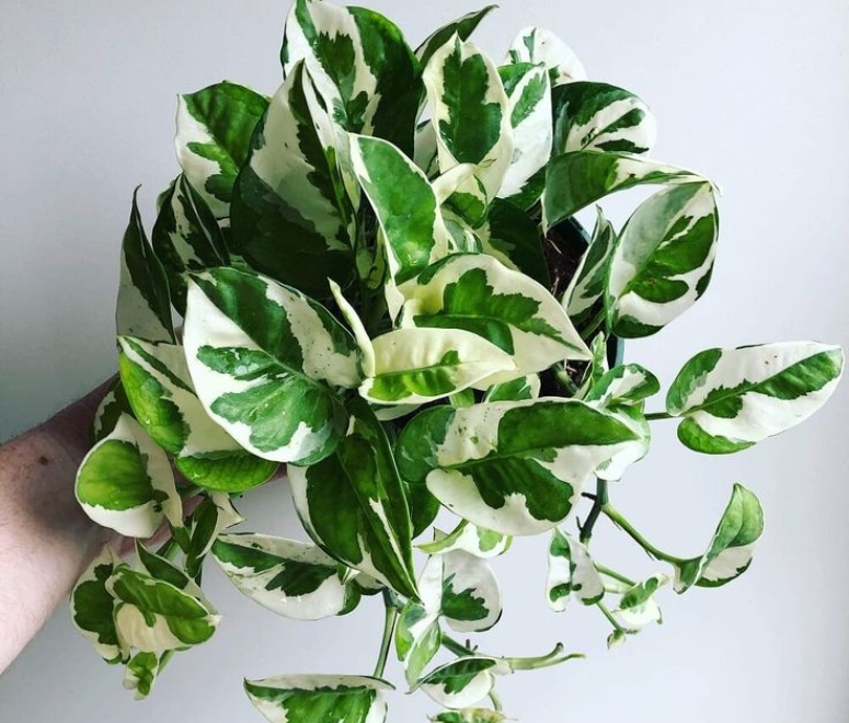 Cây trầu bà cẩm thạch