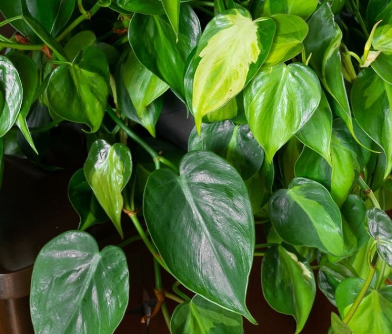 Cây trầu bà Brazil