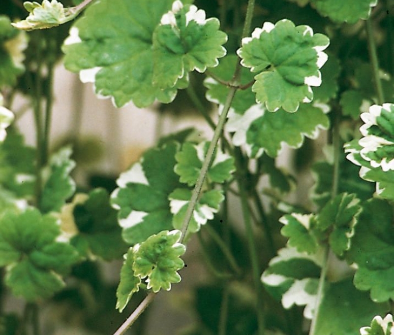 Rau má cẩm thạch