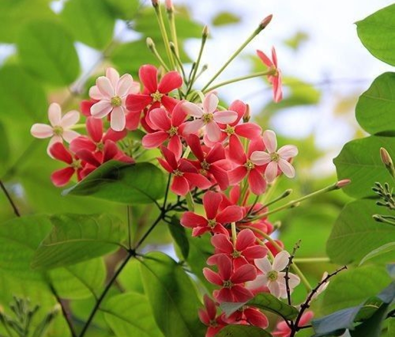 Cây sử quân tử (Trang leo)