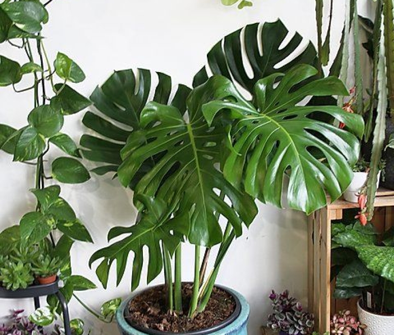 Cây trầu bà nam mỹ