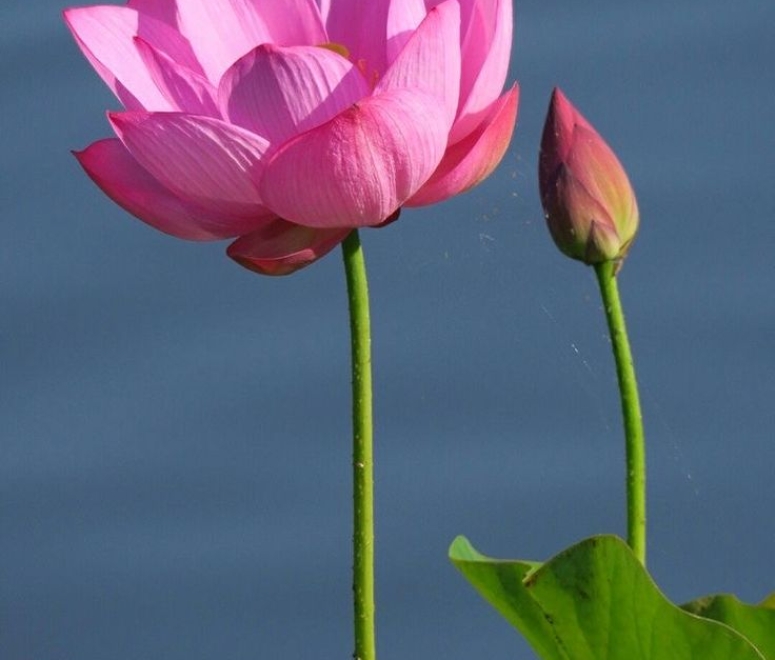 Sen hồng tháp mười