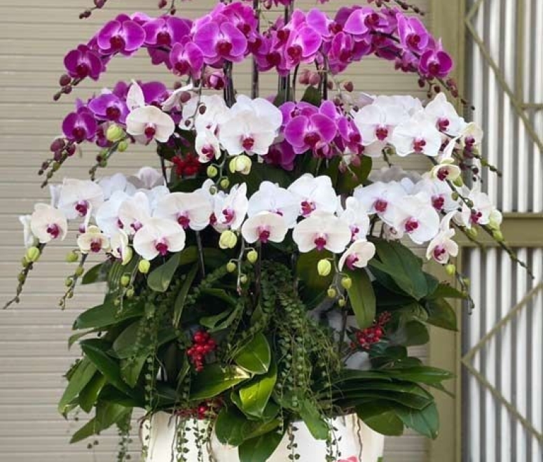 Cây lan hồ điệp