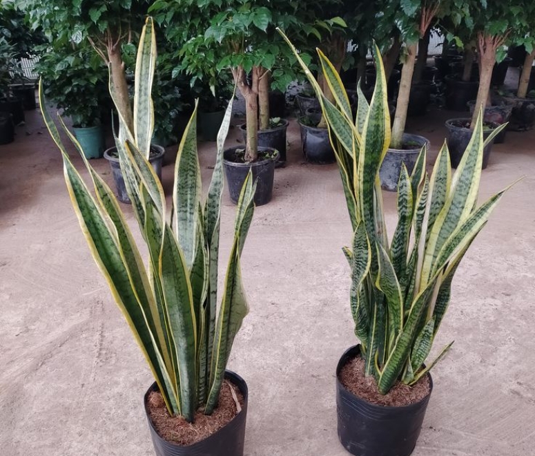Cây lưỡi hổ (snake plant)