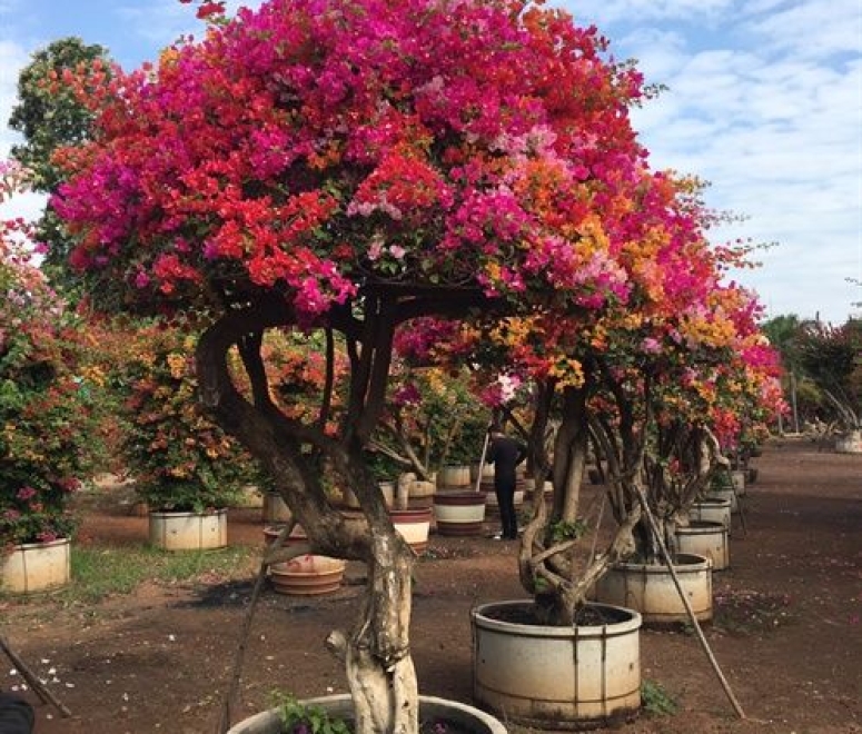 Cây Hoa giấy thái