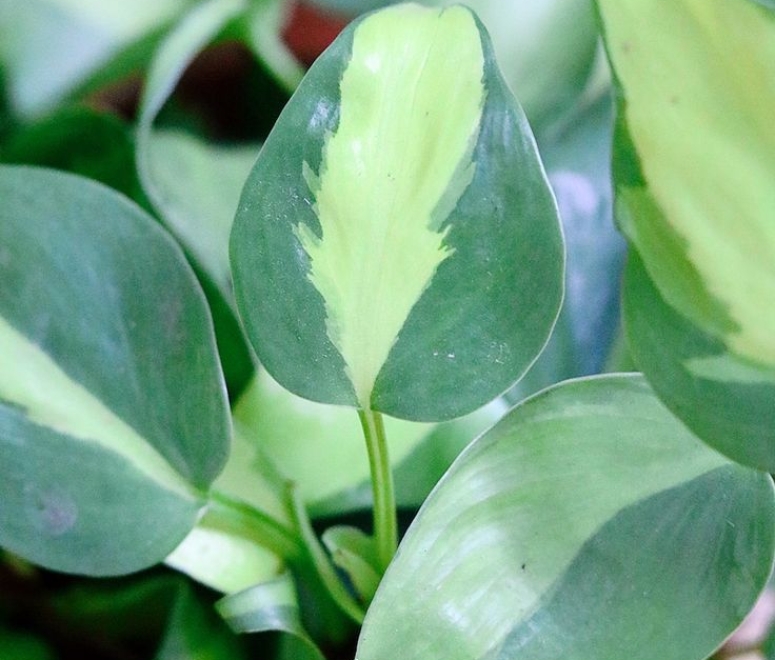 Cây trầu bà Brazil