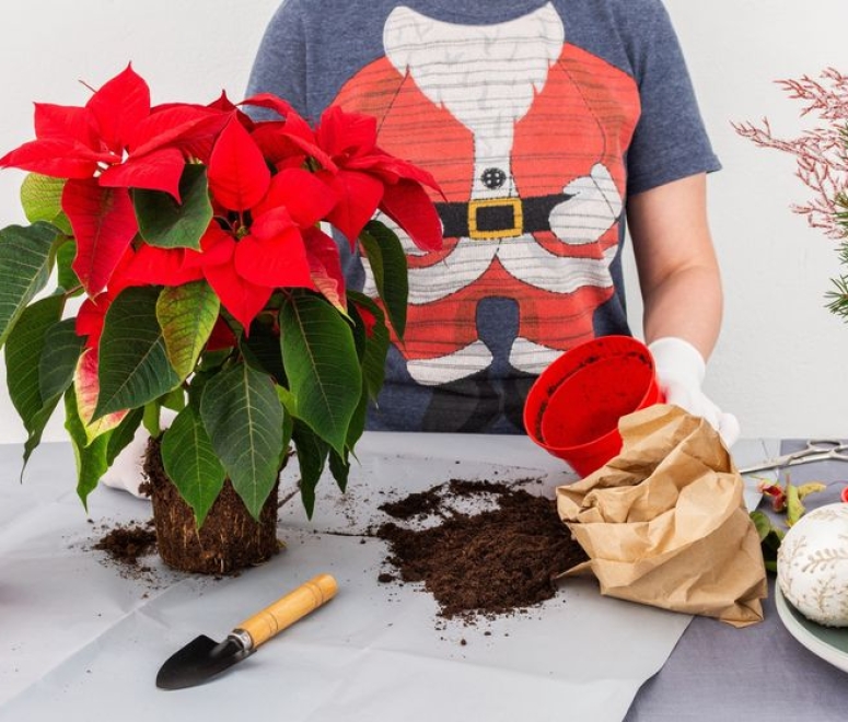 Cây hoa trạng nguyên