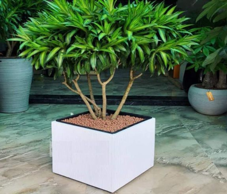 Cây trúc bách hợp