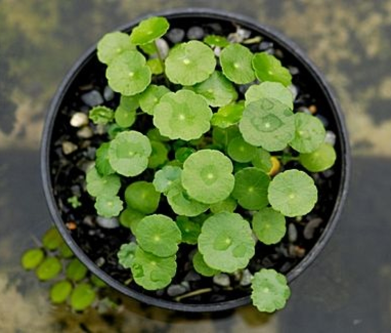 Cây rau má đồng